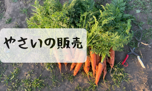 野菜の販売